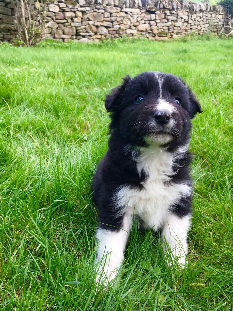 border collie for sale gumtree